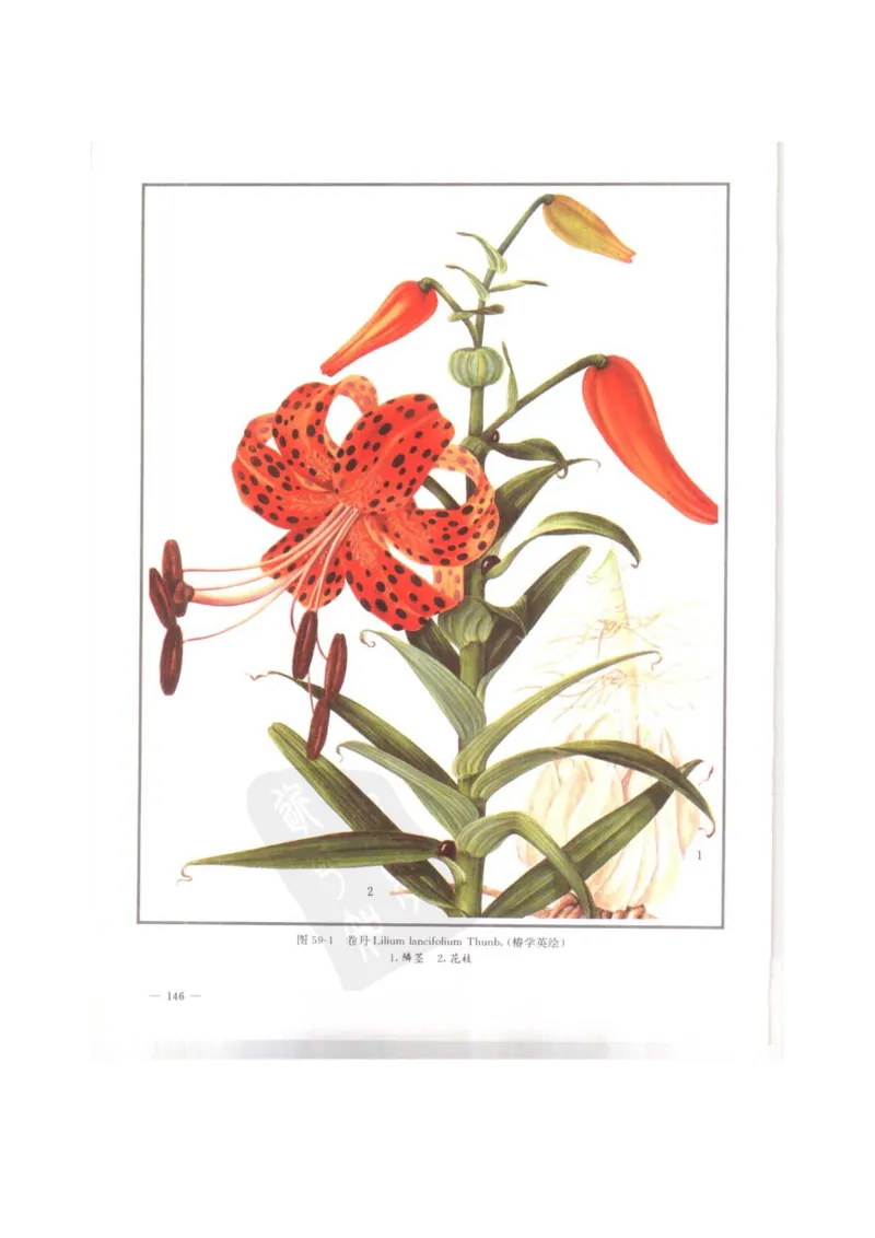 中国本草彩色图鉴（常用中药篇）（上卷）（钱信忠）_绝版书_天涯系列_t涯_绝版古籍电子书合集（13大类）_医书类_中国本草彩色图鉴（常用中药篇）_3册