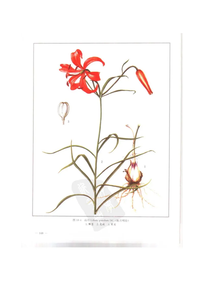 中国本草彩色图鉴（常用中药篇）（上卷）（钱信忠）_绝版书_天涯系列_t涯_绝版古籍电子书合集（13大类）_医书类_中国本草彩色图鉴（常用中药篇）_3册