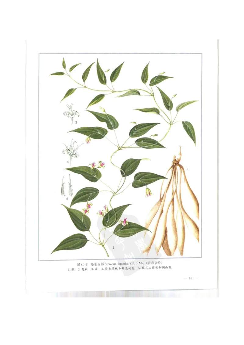 中国本草彩色图鉴（常用中药篇）（上卷）（钱信忠）_绝版书_天涯系列_t涯_绝版古籍电子书合集（13大类）_医书类_中国本草彩色图鉴（常用中药篇）_3册