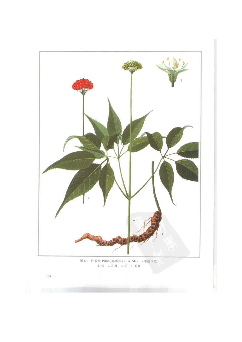 中国本草彩色图鉴（常用中药篇）（上卷）（钱信忠）_绝版书_天涯系列_t涯_绝版古籍电子书合集（13大类）_医书类_中国本草彩色图鉴（常用中药篇）_3册