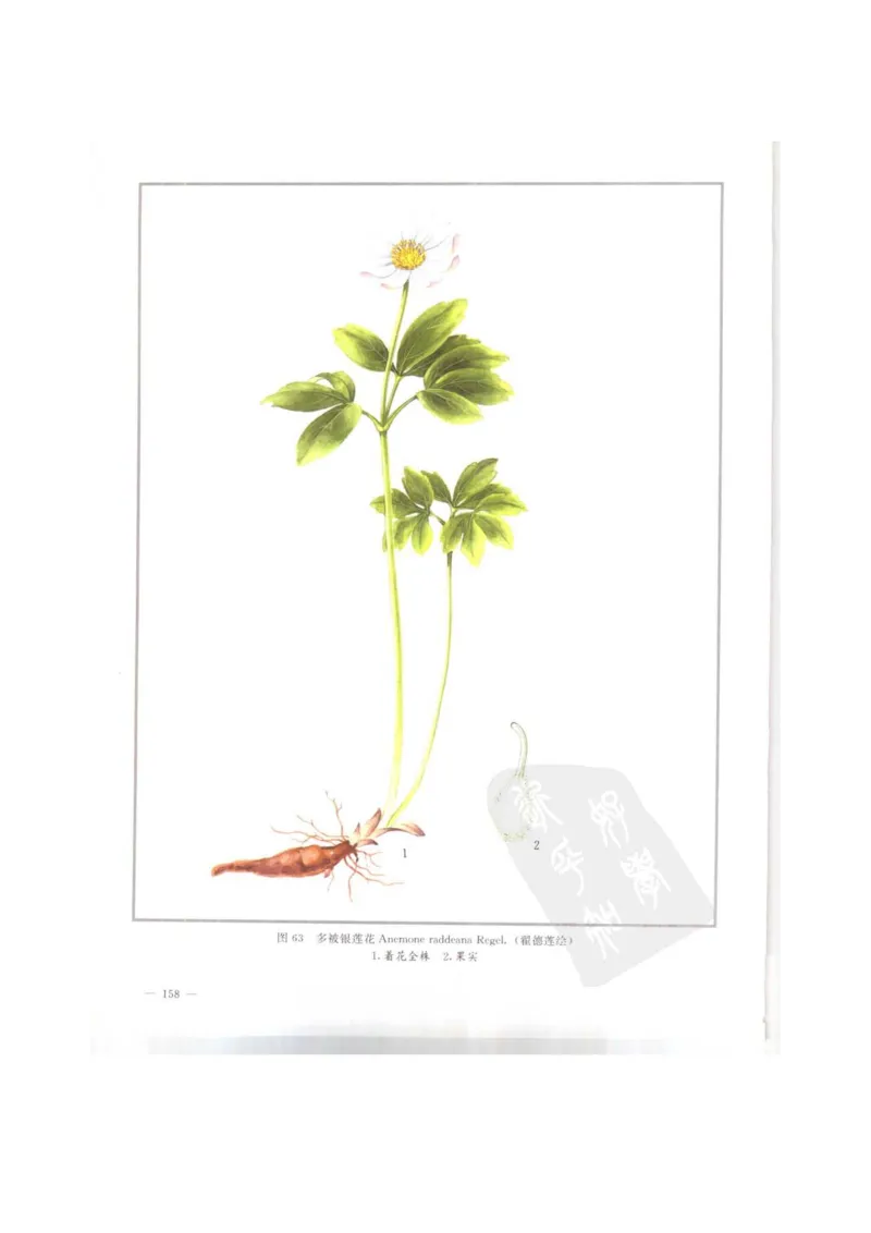 中国本草彩色图鉴（常用中药篇）（上卷）（钱信忠）_绝版书_天涯系列_t涯_绝版古籍电子书合集（13大类）_医书类_中国本草彩色图鉴（常用中药篇）_3册