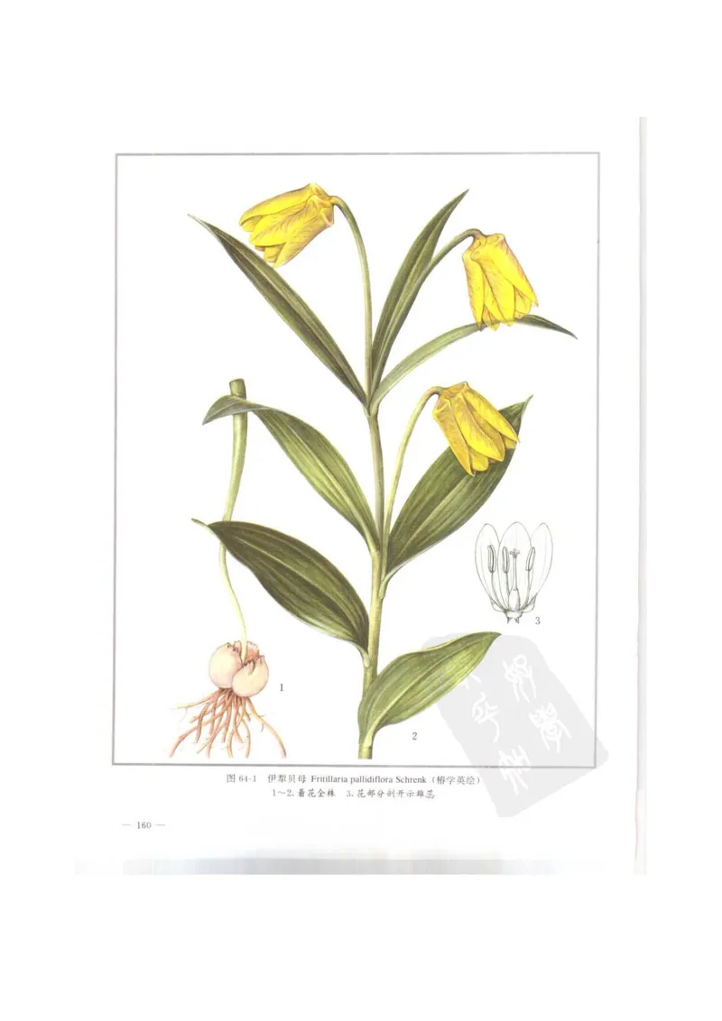 中国本草彩色图鉴（常用中药篇）（上卷）（钱信忠）_绝版书_天涯系列_t涯_绝版古籍电子书合集（13大类）_医书类_中国本草彩色图鉴（常用中药篇）_3册