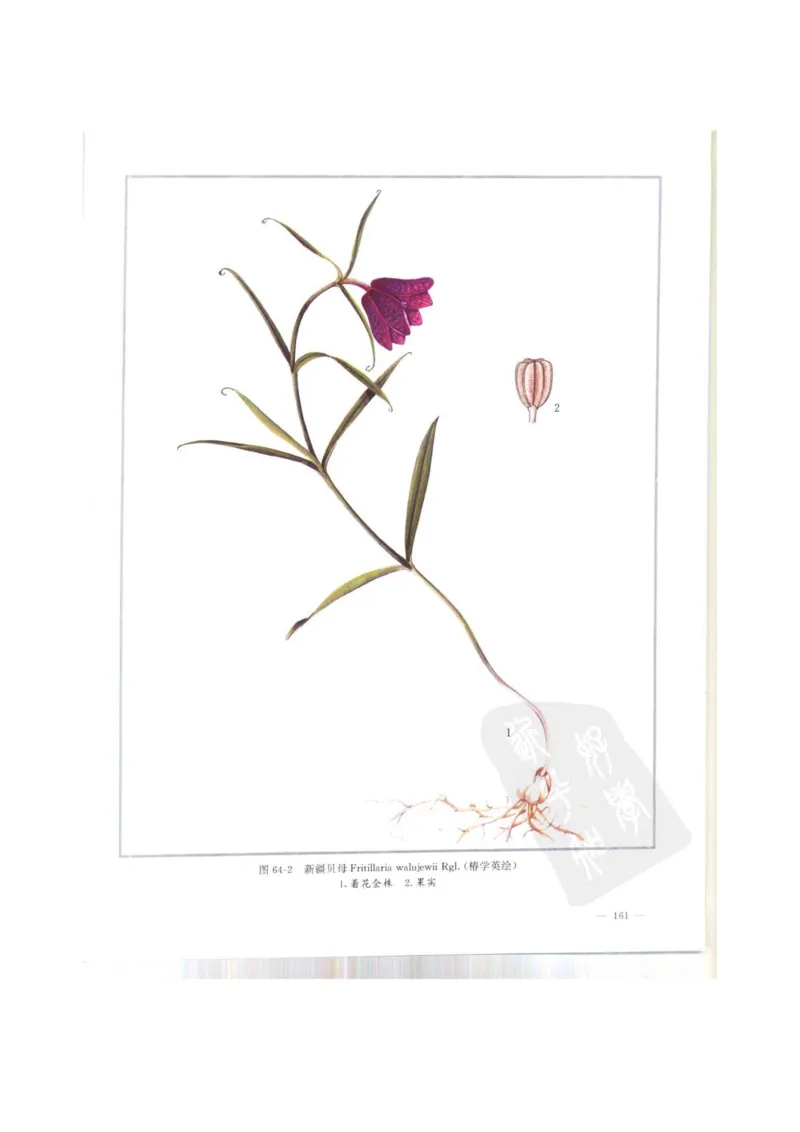 中国本草彩色图鉴（常用中药篇）（上卷）（钱信忠）_绝版书_天涯系列_t涯_绝版古籍电子书合集（13大类）_医书类_中国本草彩色图鉴（常用中药篇）_3册