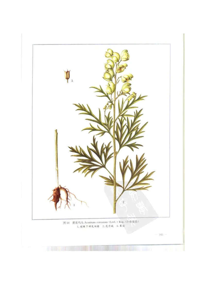 中国本草彩色图鉴（常用中药篇）（上卷）（钱信忠）_绝版书_天涯系列_t涯_绝版古籍电子书合集（13大类）_医书类_中国本草彩色图鉴（常用中药篇）_3册