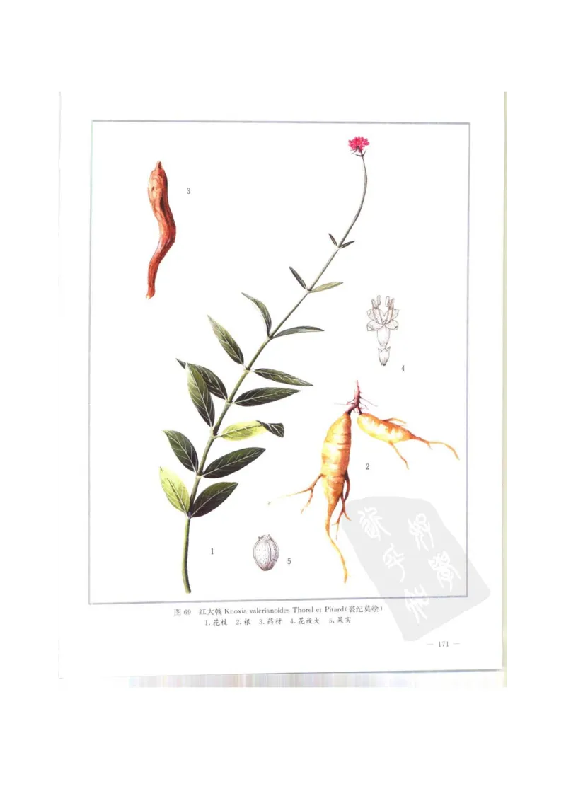 中国本草彩色图鉴（常用中药篇）（上卷）（钱信忠）_绝版书_天涯系列_t涯_绝版古籍电子书合集（13大类）_医书类_中国本草彩色图鉴（常用中药篇）_3册