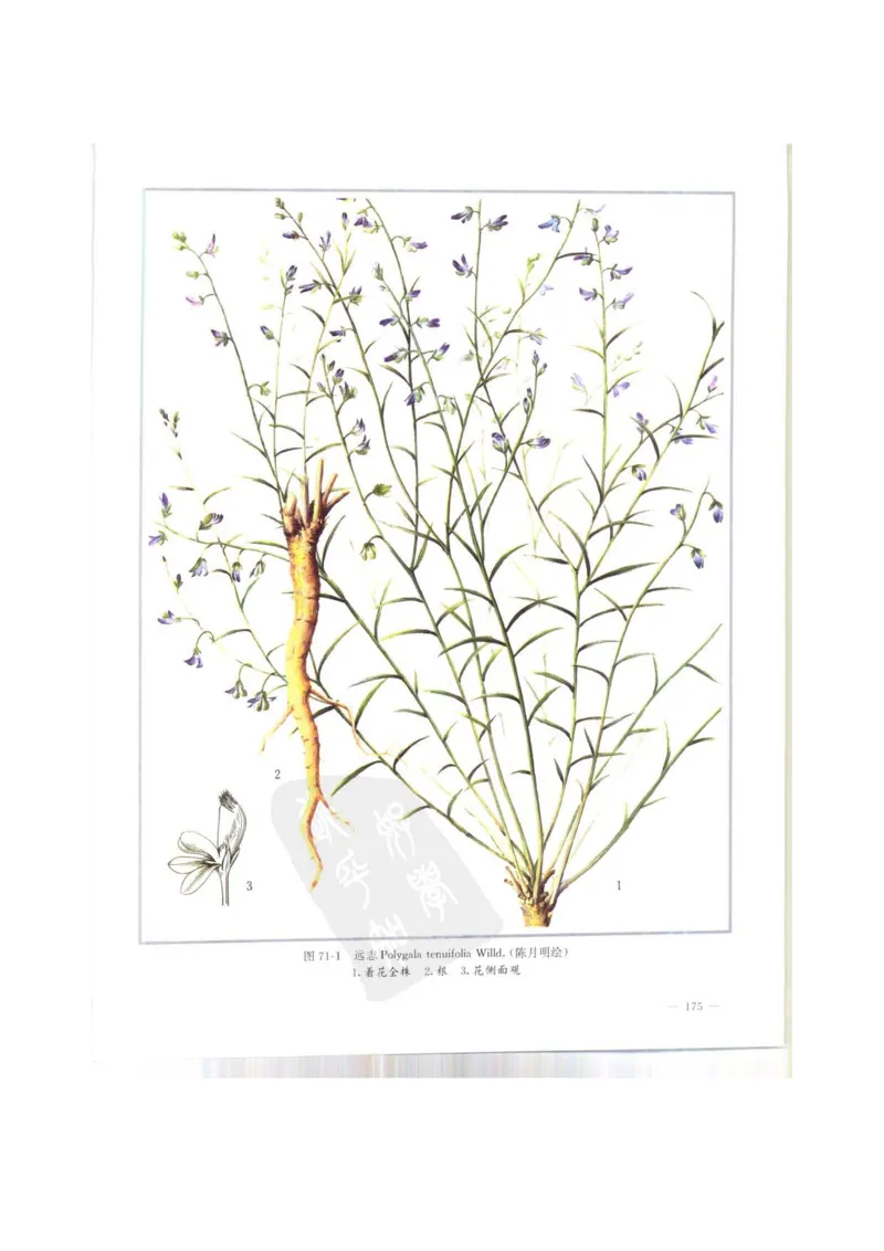 中国本草彩色图鉴（常用中药篇）（上卷）（钱信忠）_绝版书_天涯系列_t涯_绝版古籍电子书合集（13大类）_医书类_中国本草彩色图鉴（常用中药篇）_3册