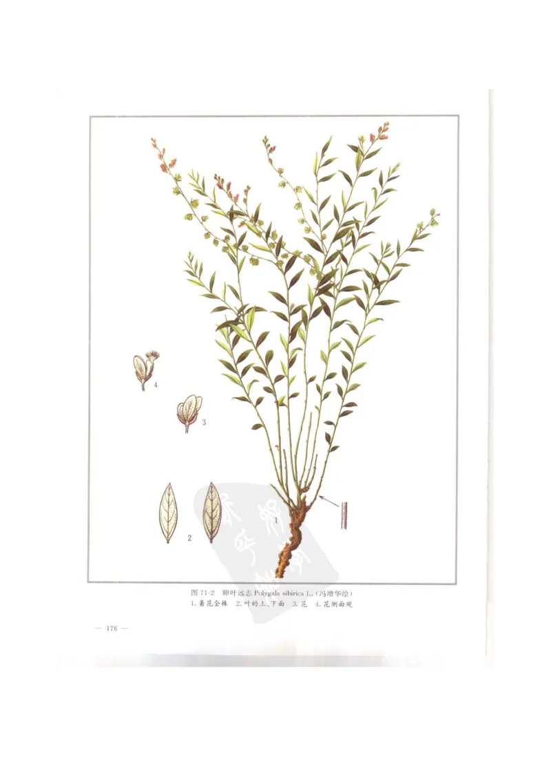 中国本草彩色图鉴（常用中药篇）（上卷）（钱信忠）_绝版书_天涯系列_t涯_绝版古籍电子书合集（13大类）_医书类_中国本草彩色图鉴（常用中药篇）_3册