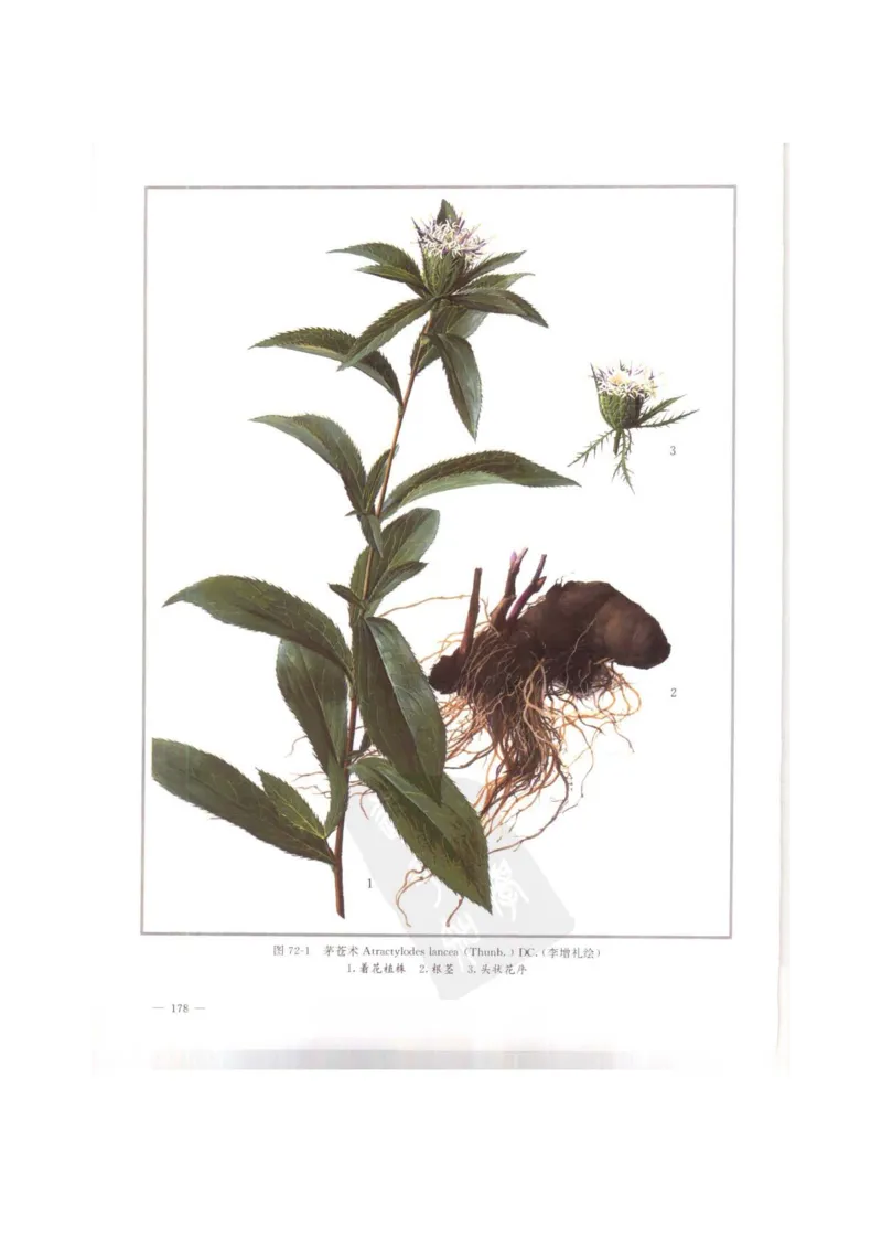 中国本草彩色图鉴（常用中药篇）（上卷）（钱信忠）_绝版书_天涯系列_t涯_绝版古籍电子书合集（13大类）_医书类_中国本草彩色图鉴（常用中药篇）_3册