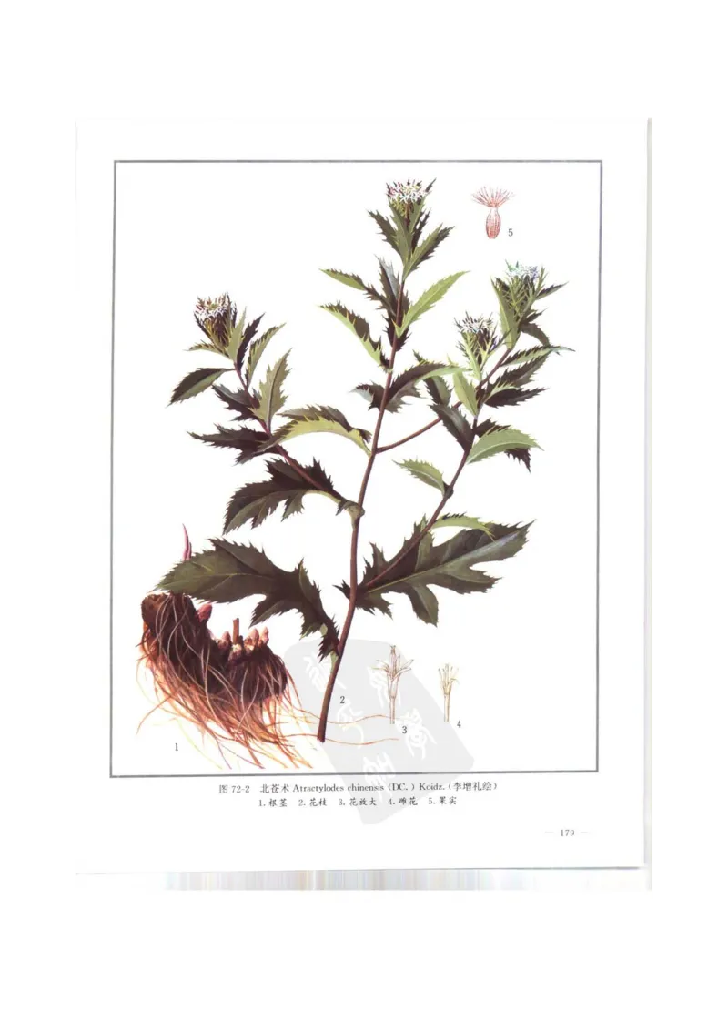 中国本草彩色图鉴（常用中药篇）（上卷）（钱信忠）_绝版书_天涯系列_t涯_绝版古籍电子书合集（13大类）_医书类_中国本草彩色图鉴（常用中药篇）_3册