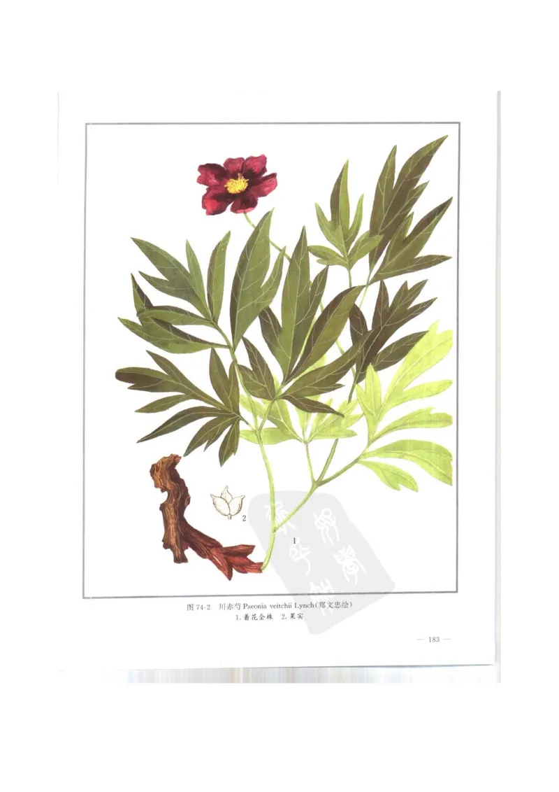 中国本草彩色图鉴（常用中药篇）（上卷）（钱信忠）_绝版书_天涯系列_t涯_绝版古籍电子书合集（13大类）_医书类_中国本草彩色图鉴（常用中药篇）_3册