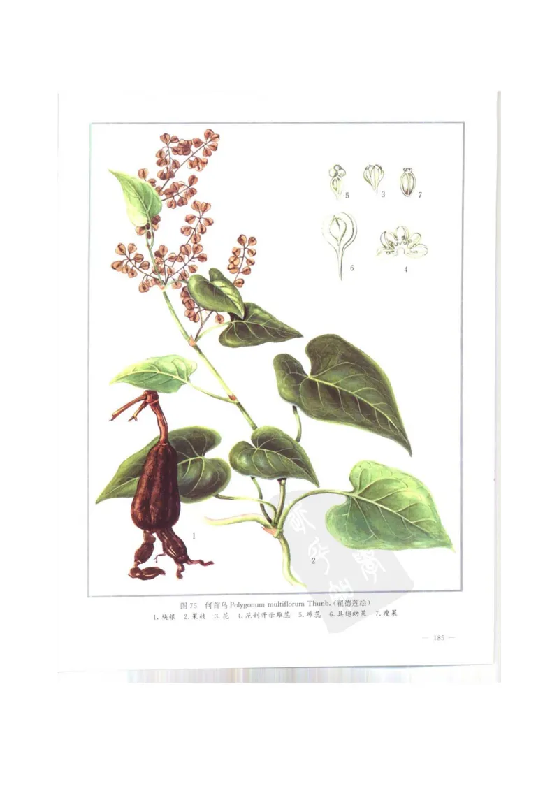 中国本草彩色图鉴（常用中药篇）（上卷）（钱信忠）_绝版书_天涯系列_t涯_绝版古籍电子书合集（13大类）_医书类_中国本草彩色图鉴（常用中药篇）_3册