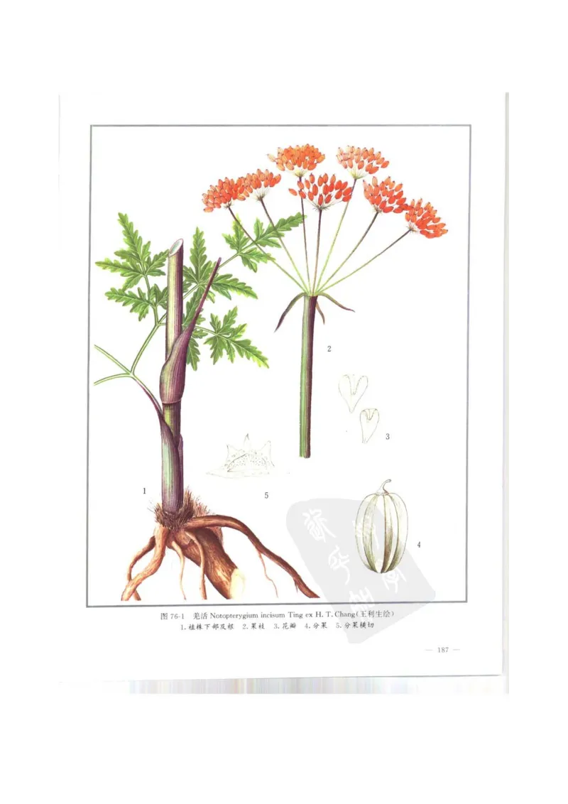 中国本草彩色图鉴（常用中药篇）（上卷）（钱信忠）_绝版书_天涯系列_t涯_绝版古籍电子书合集（13大类）_医书类_中国本草彩色图鉴（常用中药篇）_3册