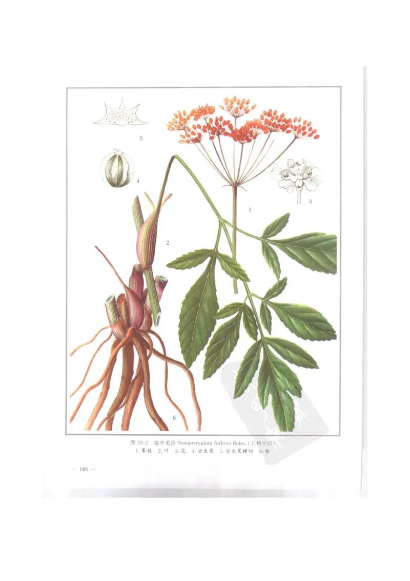 中国本草彩色图鉴（常用中药篇）（上卷）（钱信忠）_绝版书_天涯系列_t涯_绝版古籍电子书合集（13大类）_医书类_中国本草彩色图鉴（常用中药篇）_3册