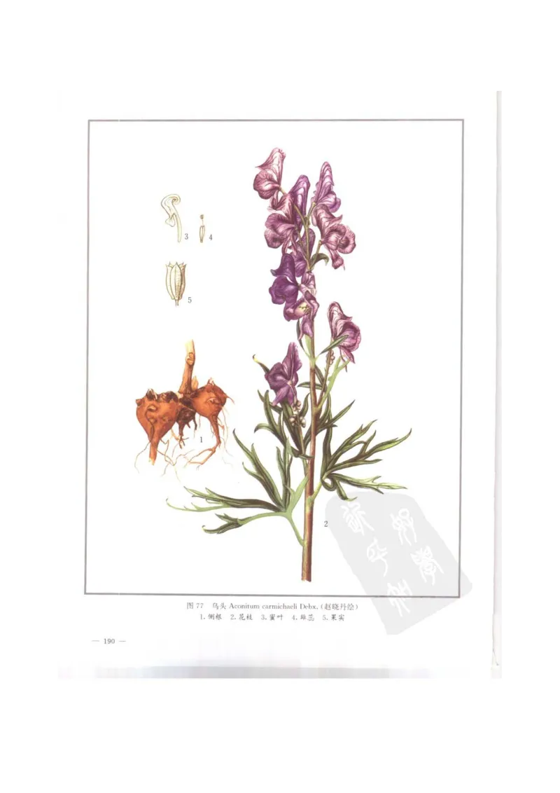 中国本草彩色图鉴（常用中药篇）（上卷）（钱信忠）_绝版书_天涯系列_t涯_绝版古籍电子书合集（13大类）_医书类_中国本草彩色图鉴（常用中药篇）_3册