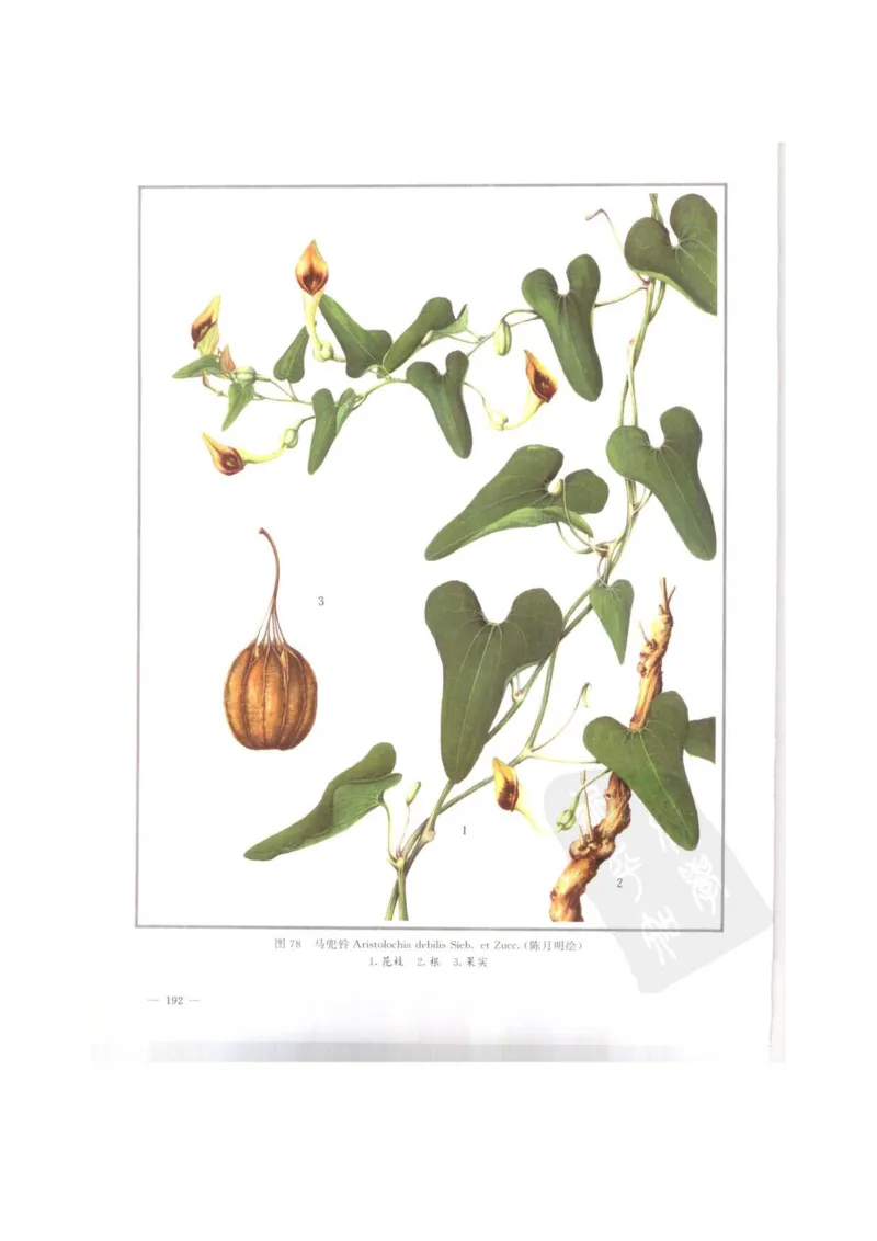 中国本草彩色图鉴（常用中药篇）（上卷）（钱信忠）_绝版书_天涯系列_t涯_绝版古籍电子书合集（13大类）_医书类_中国本草彩色图鉴（常用中药篇）_3册