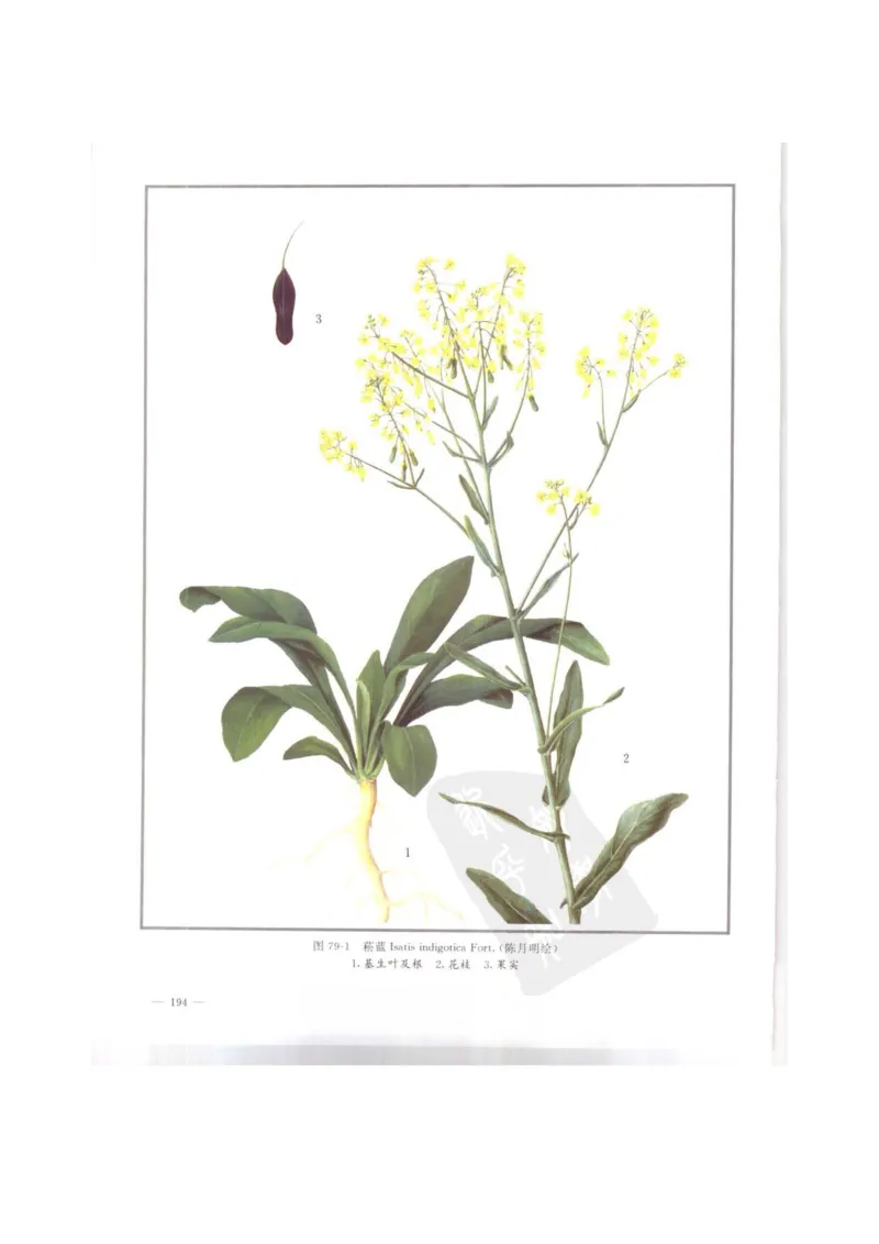 中国本草彩色图鉴（常用中药篇）（上卷）（钱信忠）_绝版书_天涯系列_t涯_绝版古籍电子书合集（13大类）_医书类_中国本草彩色图鉴（常用中药篇）_3册