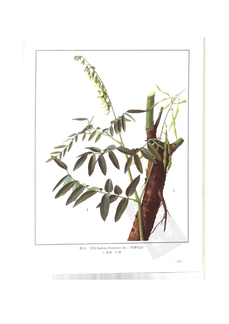 中国本草彩色图鉴（常用中药篇）（上卷）（钱信忠）_绝版书_天涯系列_t涯_绝版古籍电子书合集（13大类）_医书类_中国本草彩色图鉴（常用中药篇）_3册