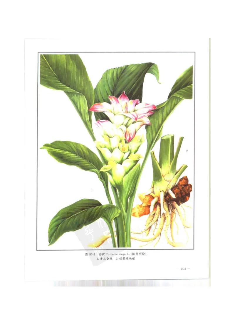 中国本草彩色图鉴（常用中药篇）（上卷）（钱信忠）_绝版书_天涯系列_t涯_绝版古籍电子书合集（13大类）_医书类_中国本草彩色图鉴（常用中药篇）_3册