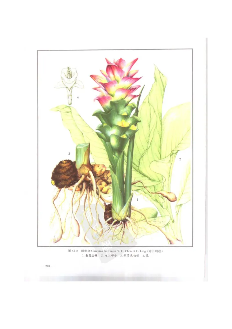 中国本草彩色图鉴（常用中药篇）（上卷）（钱信忠）_绝版书_天涯系列_t涯_绝版古籍电子书合集（13大类）_医书类_中国本草彩色图鉴（常用中药篇）_3册