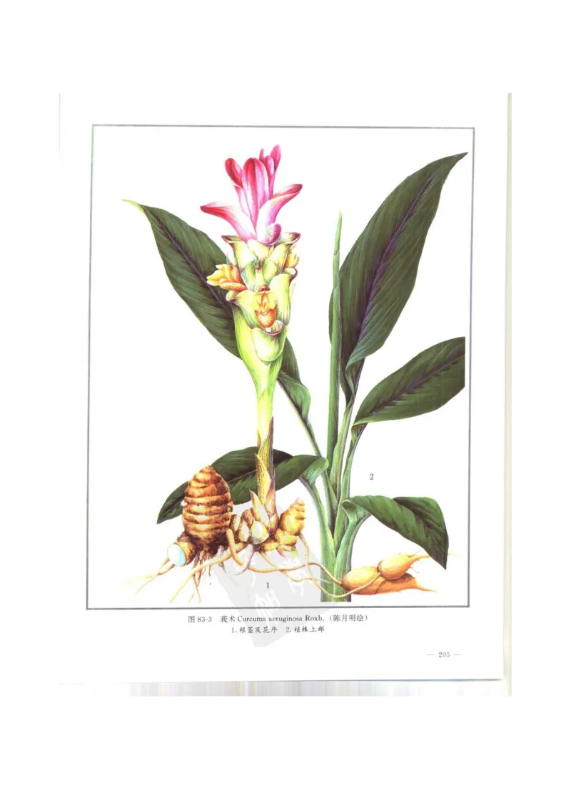 中国本草彩色图鉴（常用中药篇）（上卷）（钱信忠）_绝版书_天涯系列_t涯_绝版古籍电子书合集（13大类）_医书类_中国本草彩色图鉴（常用中药篇）_3册