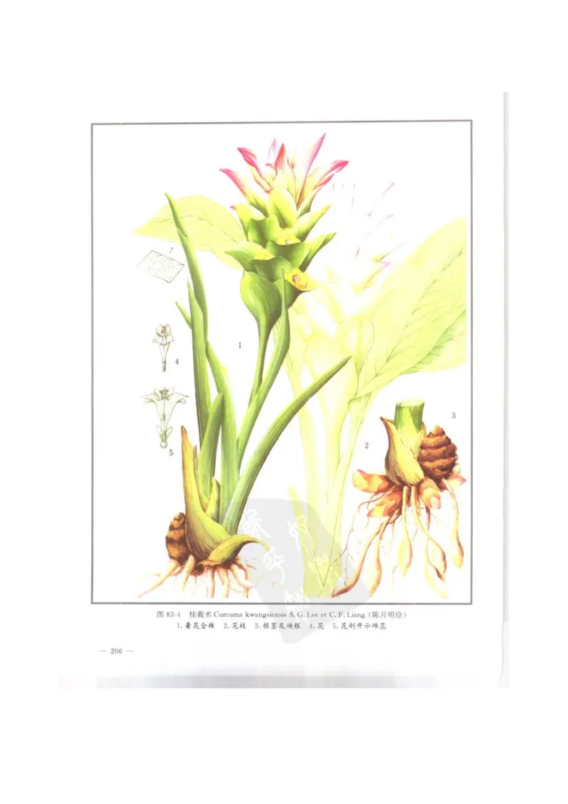 中国本草彩色图鉴（常用中药篇）（上卷）（钱信忠）_绝版书_天涯系列_t涯_绝版古籍电子书合集（13大类）_医书类_中国本草彩色图鉴（常用中药篇）_3册