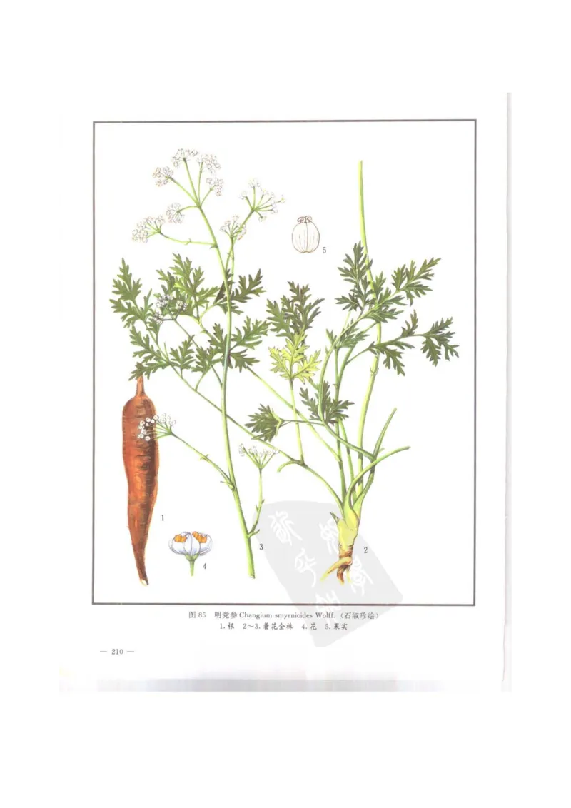 中国本草彩色图鉴（常用中药篇）（上卷）（钱信忠）_绝版书_天涯系列_t涯_绝版古籍电子书合集（13大类）_医书类_中国本草彩色图鉴（常用中药篇）_3册