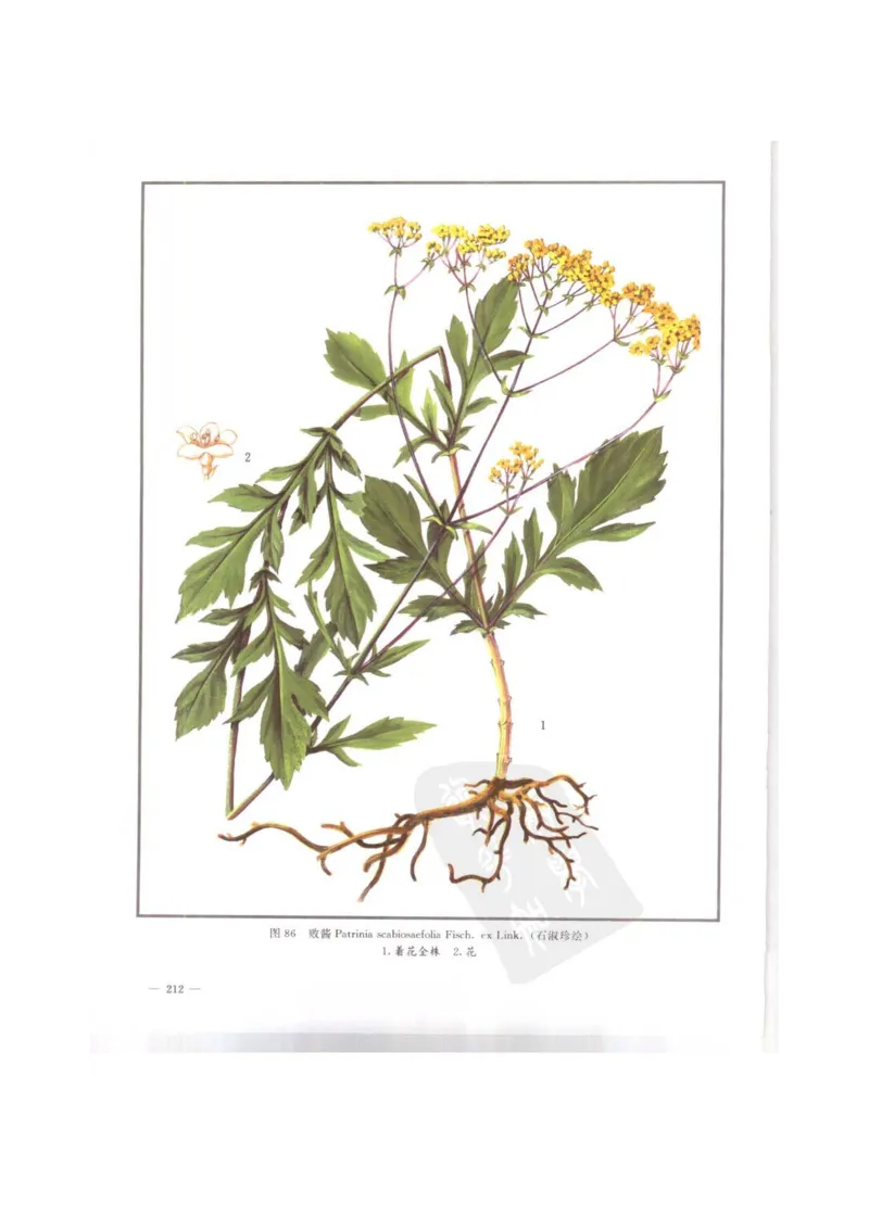 中国本草彩色图鉴（常用中药篇）（上卷）（钱信忠）_绝版书_天涯系列_t涯_绝版古籍电子书合集（13大类）_医书类_中国本草彩色图鉴（常用中药篇）_3册