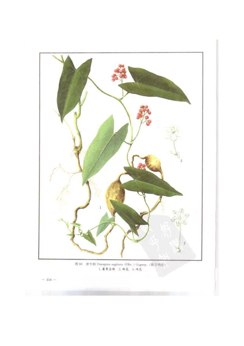 中国本草彩色图鉴（常用中药篇）（上卷）（钱信忠）_绝版书_天涯系列_t涯_绝版古籍电子书合集（13大类）_医书类_中国本草彩色图鉴（常用中药篇）_3册