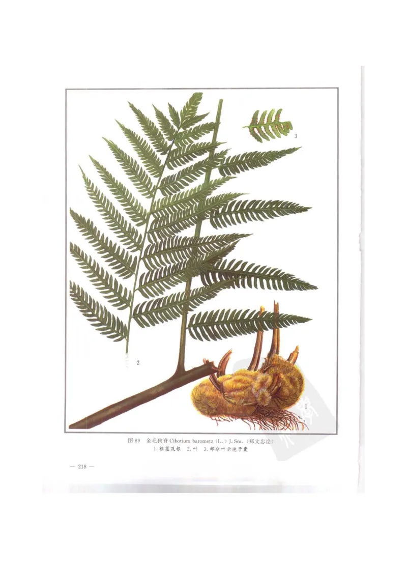 中国本草彩色图鉴（常用中药篇）（上卷）（钱信忠）_绝版书_天涯系列_t涯_绝版古籍电子书合集（13大类）_医书类_中国本草彩色图鉴（常用中药篇）_3册