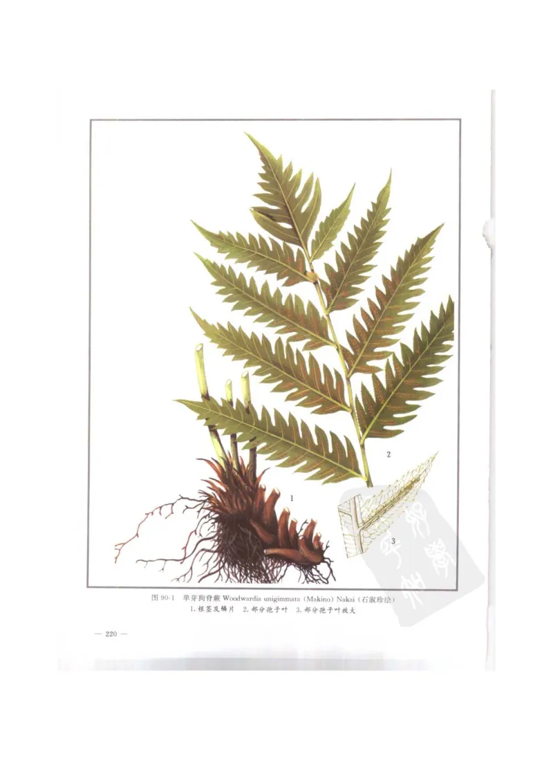 中国本草彩色图鉴（常用中药篇）（上卷）（钱信忠）_绝版书_天涯系列_t涯_绝版古籍电子书合集（13大类）_医书类_中国本草彩色图鉴（常用中药篇）_3册