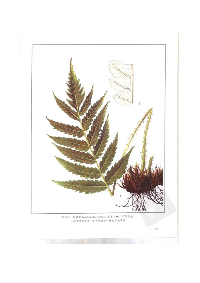 中国本草彩色图鉴（常用中药篇）（上卷）（钱信忠）_绝版书_天涯系列_t涯_绝版古籍电子书合集（13大类）_医书类_中国本草彩色图鉴（常用中药篇）_3册