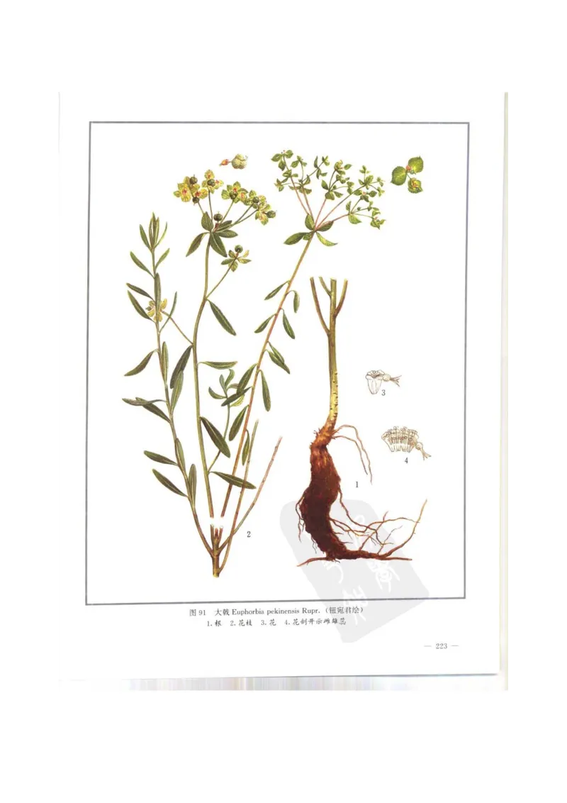 中国本草彩色图鉴（常用中药篇）（上卷）（钱信忠）_绝版书_天涯系列_t涯_绝版古籍电子书合集（13大类）_医书类_中国本草彩色图鉴（常用中药篇）_3册