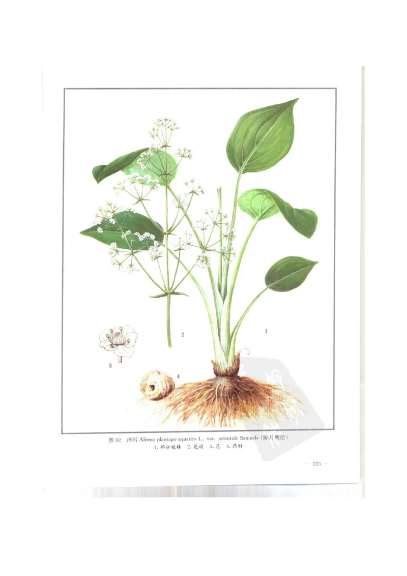 中国本草彩色图鉴（常用中药篇）（上卷）（钱信忠）_绝版书_天涯系列_t涯_绝版古籍电子书合集（13大类）_医书类_中国本草彩色图鉴（常用中药篇）_3册