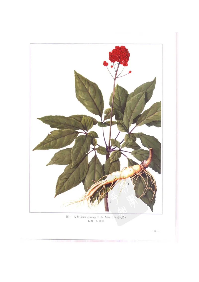 中国本草彩色图鉴（常用中药篇）（上卷）（钱信忠）_绝版书_天涯系列_t涯_绝版古籍电子书合集（13大类）_医书类_中国本草彩色图鉴（常用中药篇）_3册