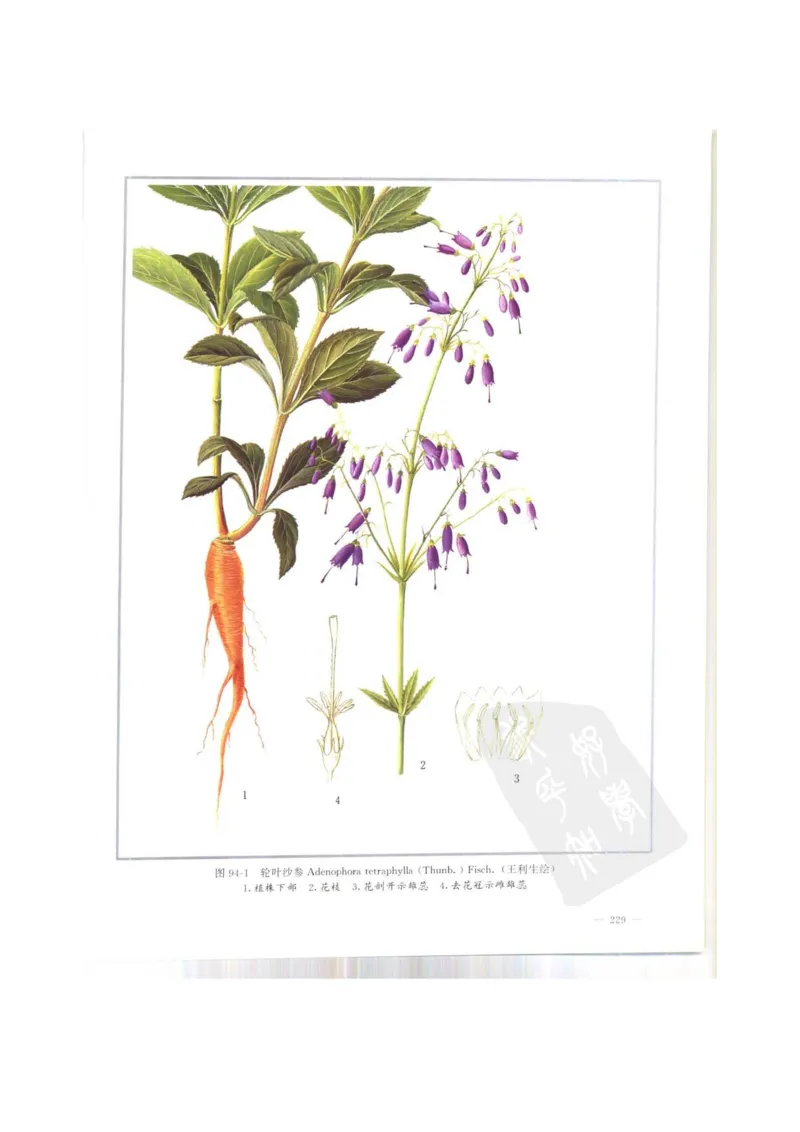 中国本草彩色图鉴（常用中药篇）（上卷）（钱信忠）_绝版书_天涯系列_t涯_绝版古籍电子书合集（13大类）_医书类_中国本草彩色图鉴（常用中药篇）_3册