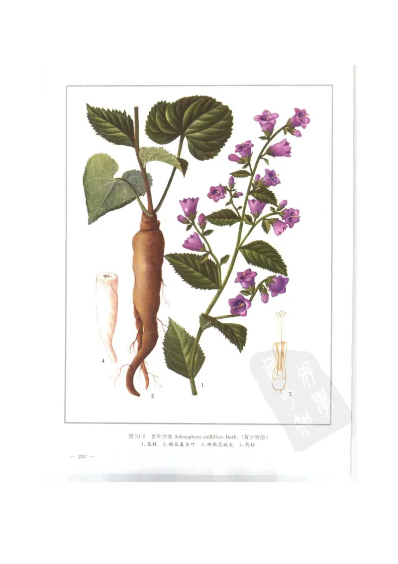 中国本草彩色图鉴（常用中药篇）（上卷）（钱信忠）_绝版书_天涯系列_t涯_绝版古籍电子书合集（13大类）_医书类_中国本草彩色图鉴（常用中药篇）_3册