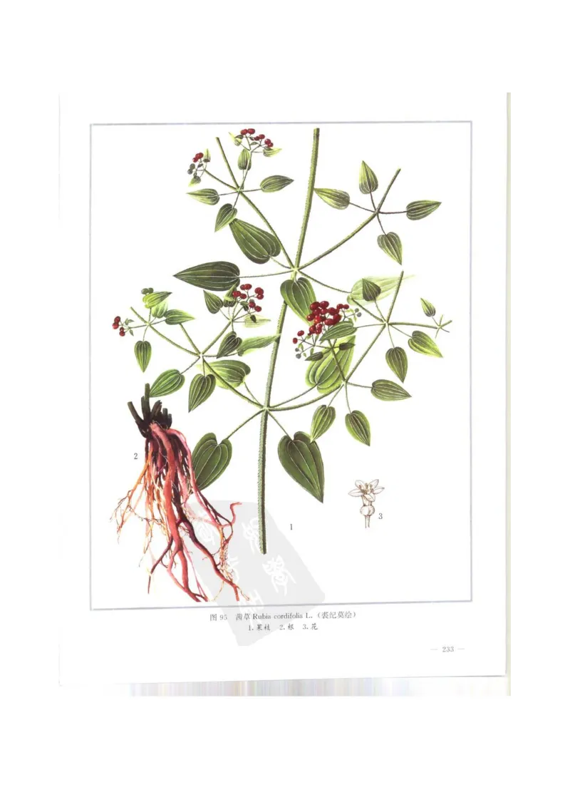 中国本草彩色图鉴（常用中药篇）（上卷）（钱信忠）_绝版书_天涯系列_t涯_绝版古籍电子书合集（13大类）_医书类_中国本草彩色图鉴（常用中药篇）_3册