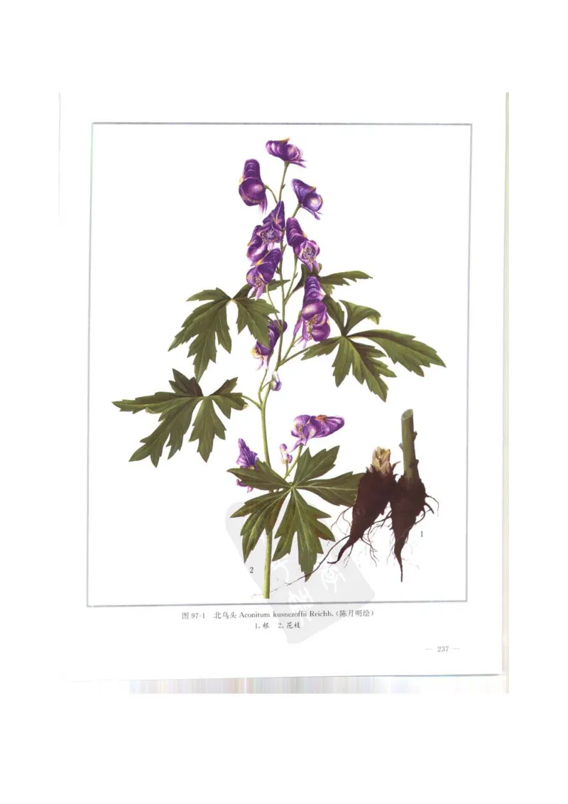 中国本草彩色图鉴（常用中药篇）（上卷）（钱信忠）_绝版书_天涯系列_t涯_绝版古籍电子书合集（13大类）_医书类_中国本草彩色图鉴（常用中药篇）_3册