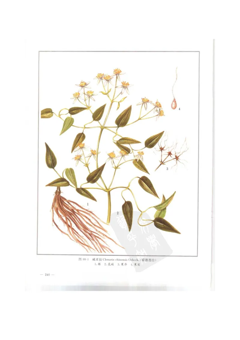 中国本草彩色图鉴（常用中药篇）（上卷）（钱信忠）_绝版书_天涯系列_t涯_绝版古籍电子书合集（13大类）_医书类_中国本草彩色图鉴（常用中药篇）_3册