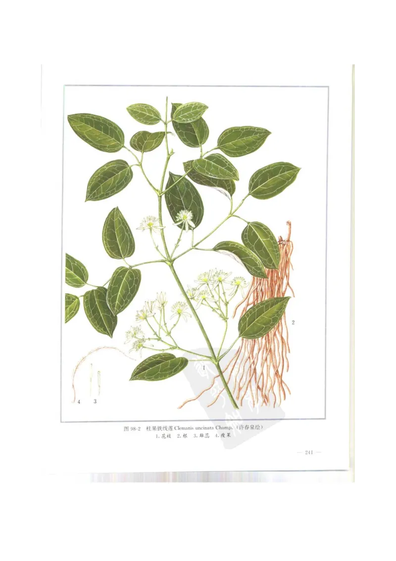 中国本草彩色图鉴（常用中药篇）（上卷）（钱信忠）_绝版书_天涯系列_t涯_绝版古籍电子书合集（13大类）_医书类_中国本草彩色图鉴（常用中药篇）_3册