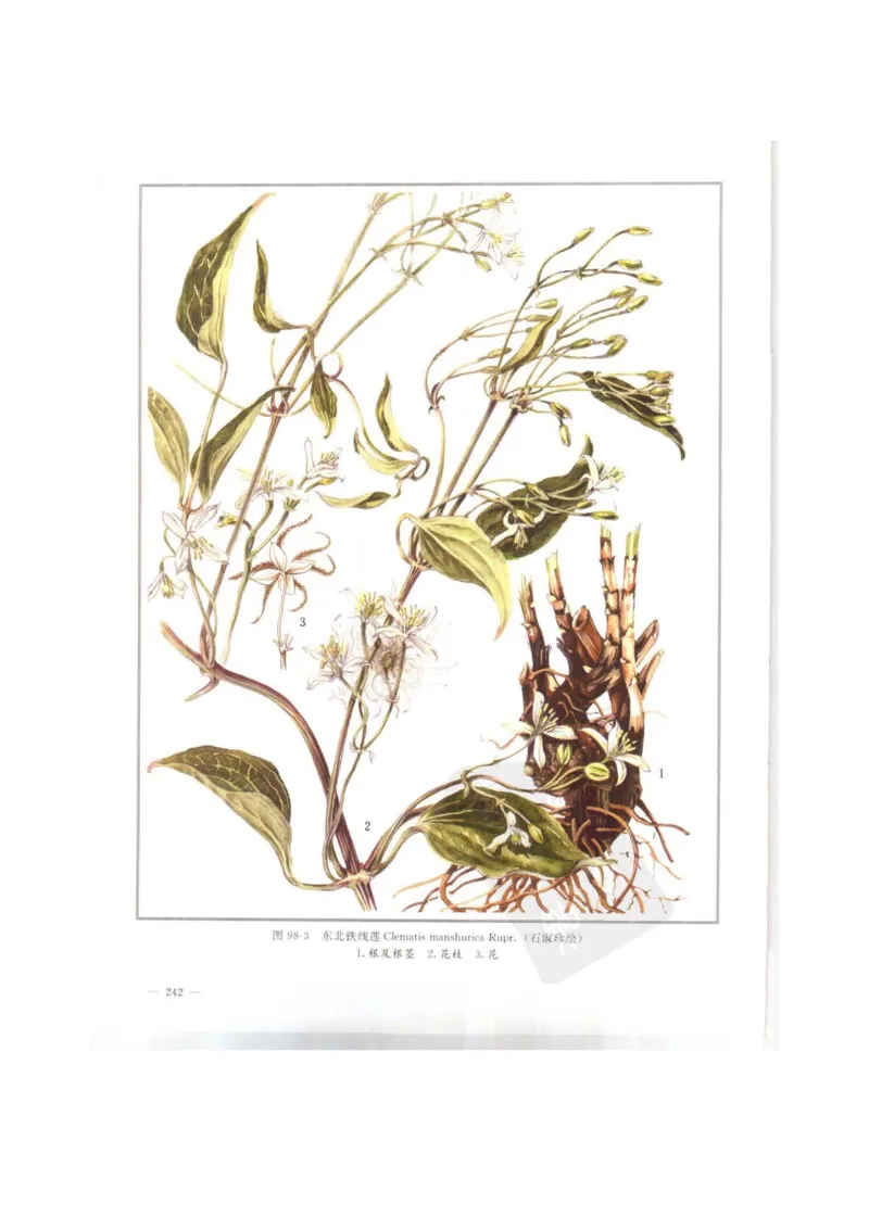 中国本草彩色图鉴（常用中药篇）（上卷）（钱信忠）_绝版书_天涯系列_t涯_绝版古籍电子书合集（13大类）_医书类_中国本草彩色图鉴（常用中药篇）_3册