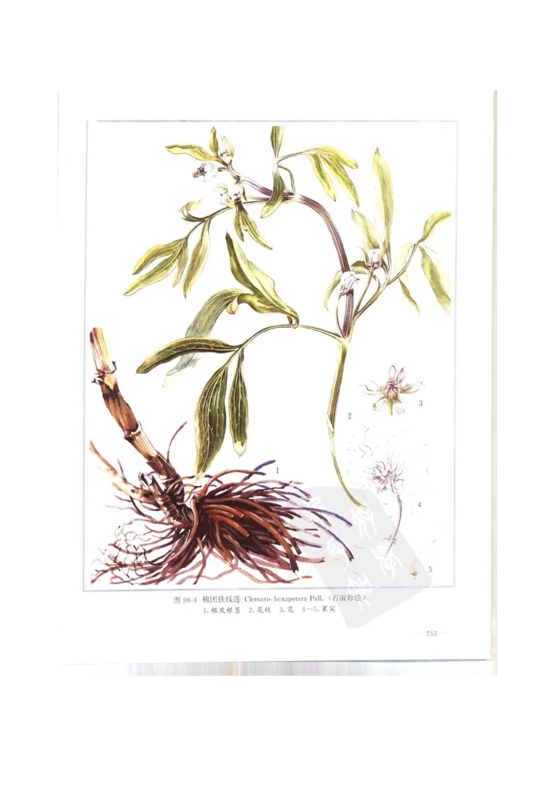 中国本草彩色图鉴（常用中药篇）（上卷）（钱信忠）_绝版书_天涯系列_t涯_绝版古籍电子书合集（13大类）_医书类_中国本草彩色图鉴（常用中药篇）_3册