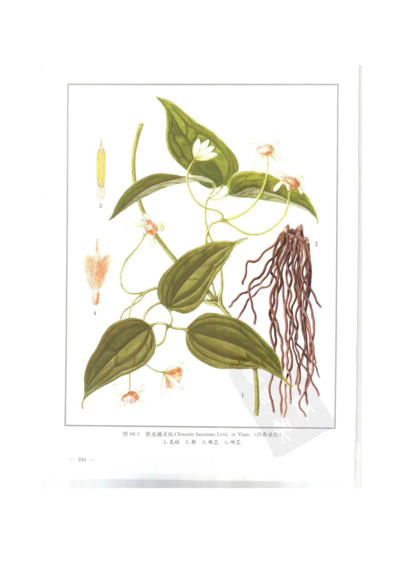 中国本草彩色图鉴（常用中药篇）（上卷）（钱信忠）_绝版书_天涯系列_t涯_绝版古籍电子书合集（13大类）_医书类_中国本草彩色图鉴（常用中药篇）_3册