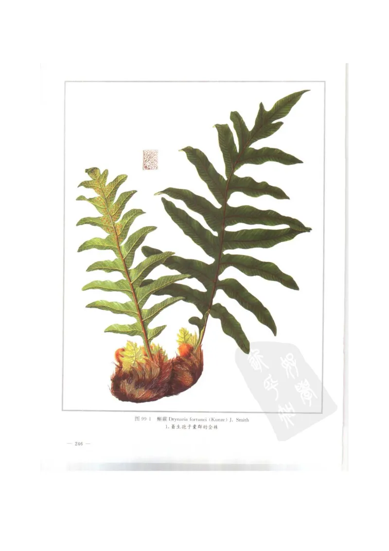 中国本草彩色图鉴（常用中药篇）（上卷）（钱信忠）_绝版书_天涯系列_t涯_绝版古籍电子书合集（13大类）_医书类_中国本草彩色图鉴（常用中药篇）_3册