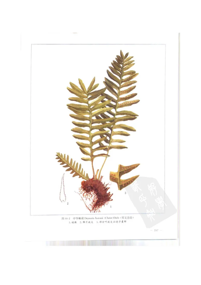 中国本草彩色图鉴（常用中药篇）（上卷）（钱信忠）_绝版书_天涯系列_t涯_绝版古籍电子书合集（13大类）_医书类_中国本草彩色图鉴（常用中药篇）_3册