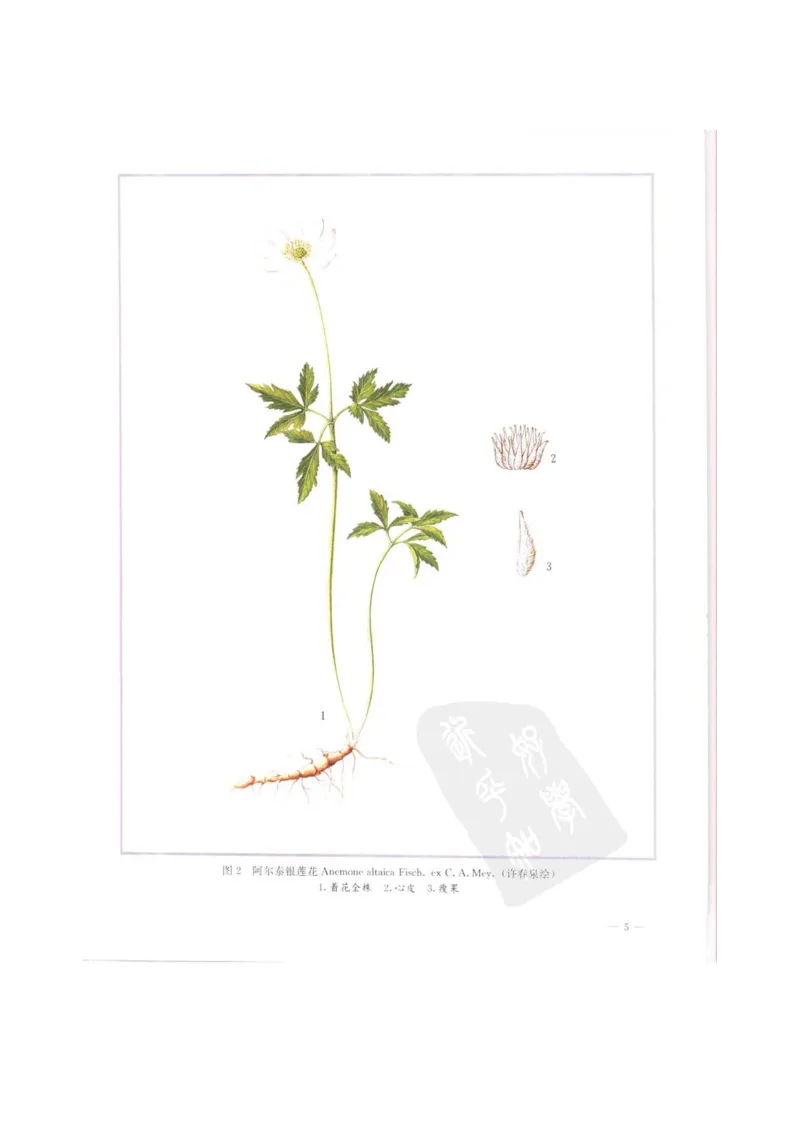 中国本草彩色图鉴（常用中药篇）（上卷）（钱信忠）_绝版书_天涯系列_t涯_绝版古籍电子书合集（13大类）_医书类_中国本草彩色图鉴（常用中药篇）_3册