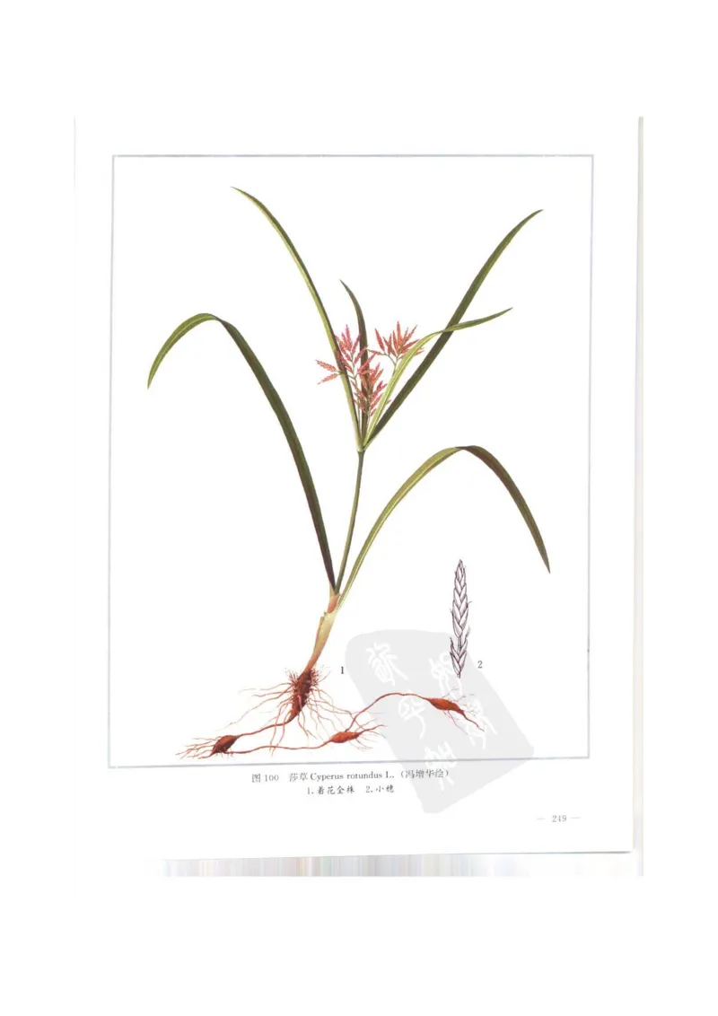 中国本草彩色图鉴（常用中药篇）（上卷）（钱信忠）_绝版书_天涯系列_t涯_绝版古籍电子书合集（13大类）_医书类_中国本草彩色图鉴（常用中药篇）_3册