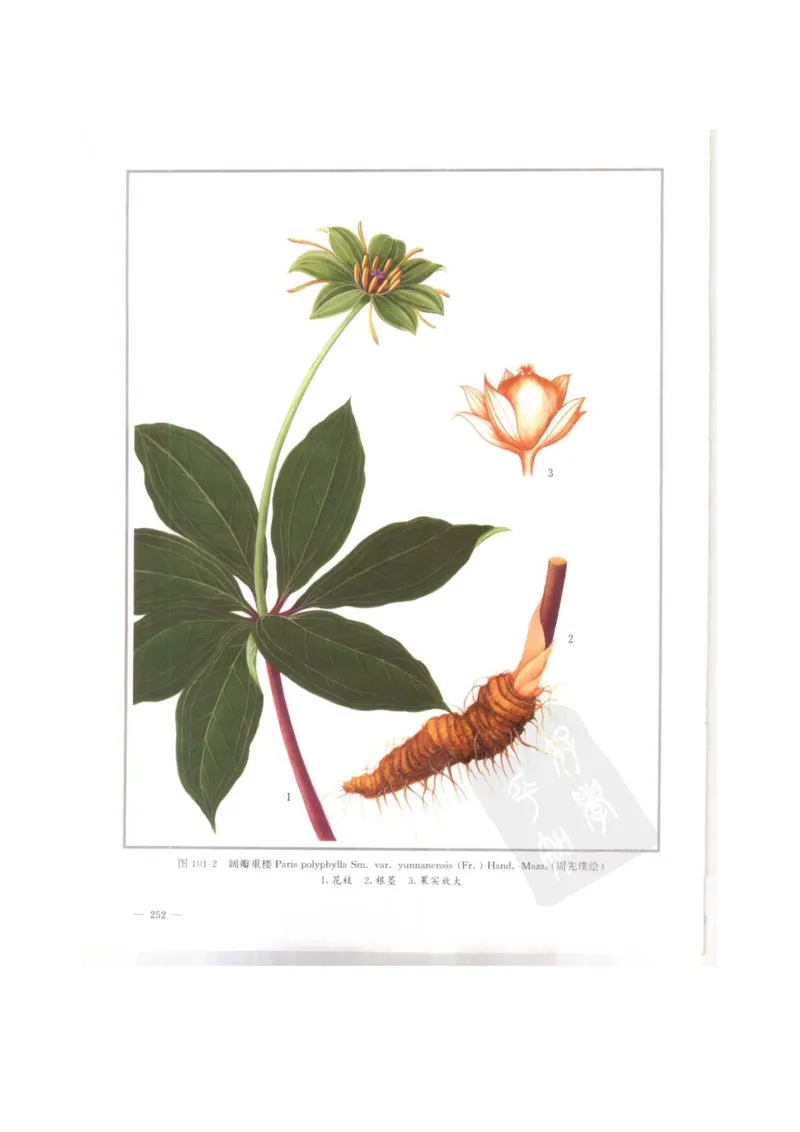 中国本草彩色图鉴（常用中药篇）（上卷）（钱信忠）_绝版书_天涯系列_t涯_绝版古籍电子书合集（13大类）_医书类_中国本草彩色图鉴（常用中药篇）_3册