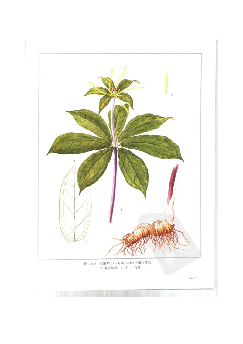 中国本草彩色图鉴（常用中药篇）（上卷）（钱信忠）_绝版书_天涯系列_t涯_绝版古籍电子书合集（13大类）_医书类_中国本草彩色图鉴（常用中药篇）_3册