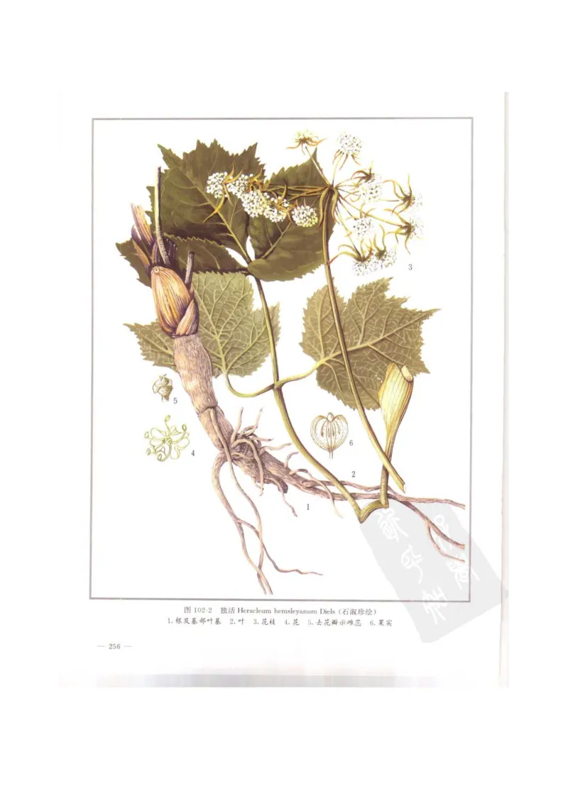 中国本草彩色图鉴（常用中药篇）（上卷）（钱信忠）_绝版书_天涯系列_t涯_绝版古籍电子书合集（13大类）_医书类_中国本草彩色图鉴（常用中药篇）_3册